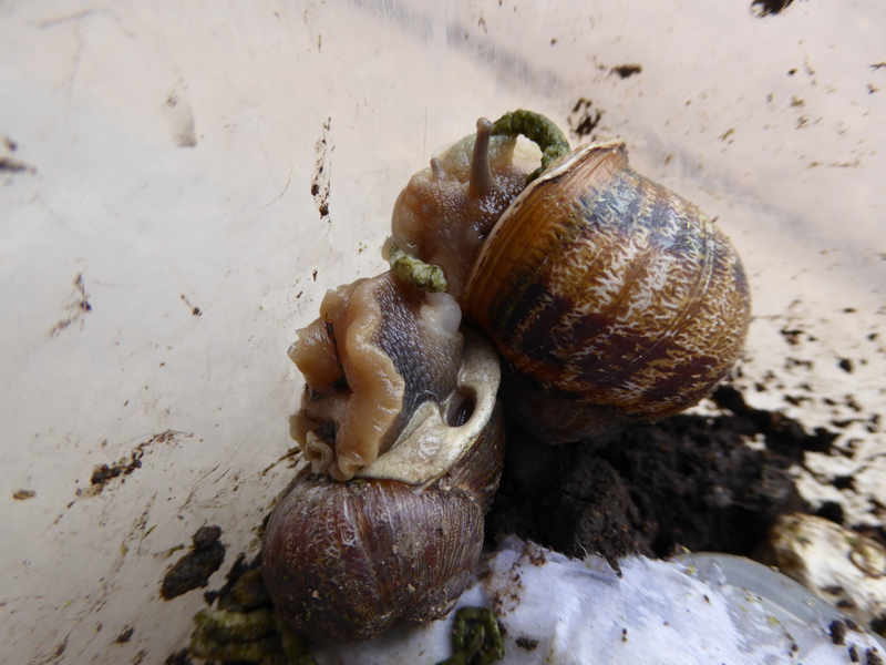 Jeremy mating on the side of the tank (Image: Angus Davidson)